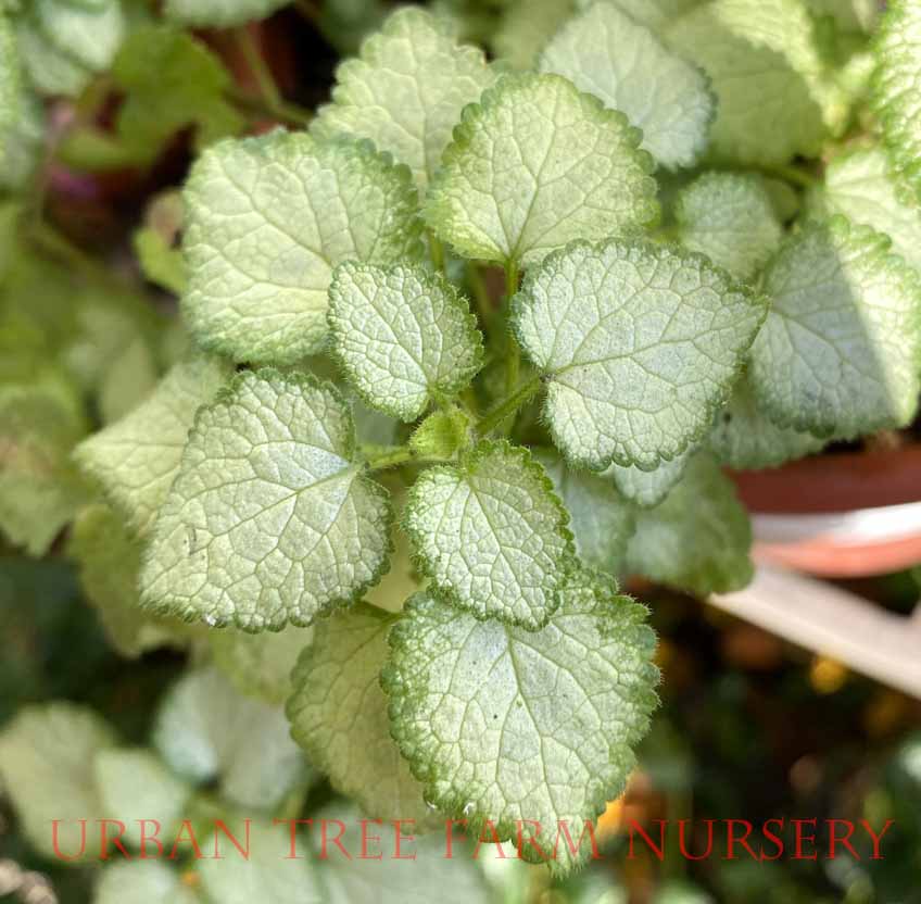 Lamium-maculatum-Beacon-Silver-a Lamium maculatum 'Beacon Silver' - Image 1