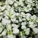 Lamium maculatum 'Orchid Frost'