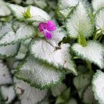 Lamium maculatum 'Purple Dragon'