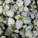 Lamium maculatum 'White Nancy'