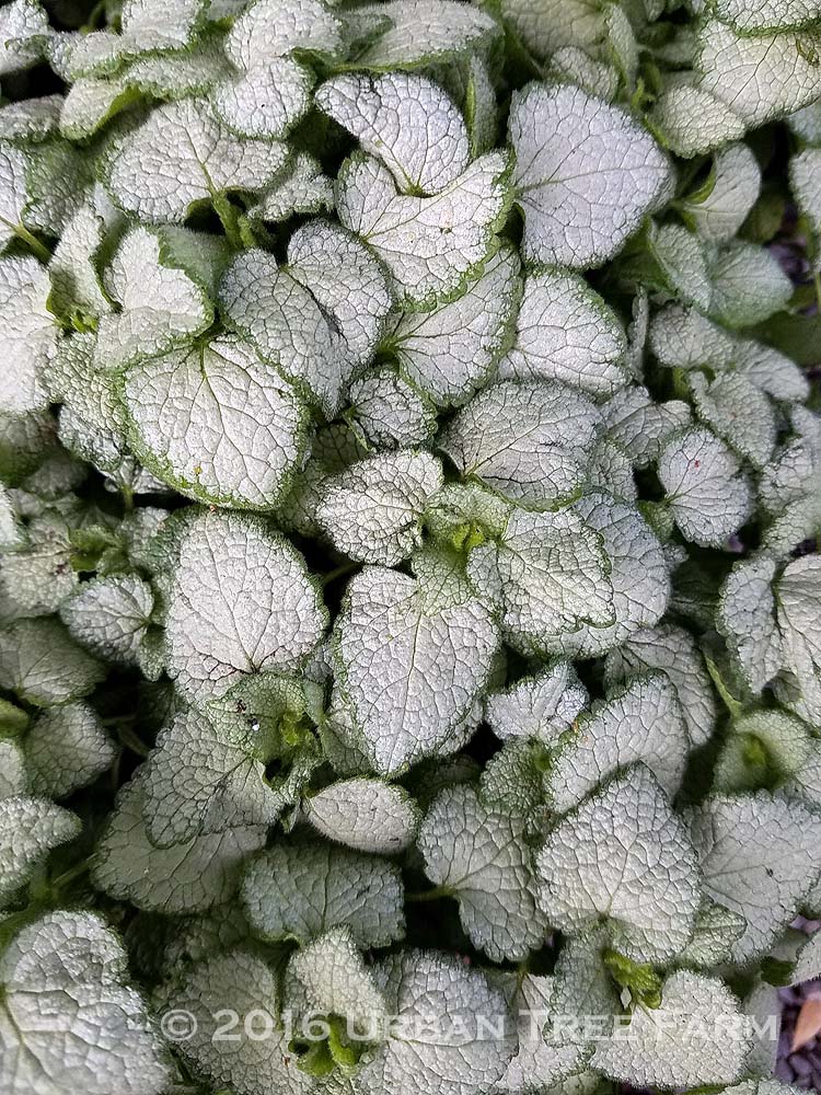 Lamium-maculatum-White-Nancy Lamium maculatum 'White Nancy' - Image 1