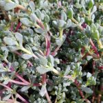 Lampranthus (Oscularia) deltoides