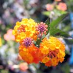Lantana camara 'Star Landing'