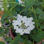 Lantana montevidensis 'White Trailing'