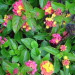 Lantana x 'Irene'