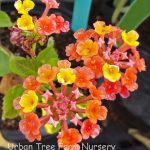 Lantana x 'Radiation'