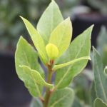 Laurus nobilis BUSH