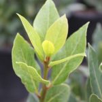 Laurus nobilis COLUMN