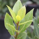 Laurus nobilis PATIO