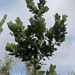 Laurus nobilis 'Saratoga' STD