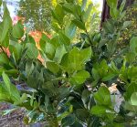 Laurus nobilis 'Saratoga'