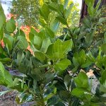 Laurus nobilis 'Saratoga'