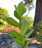 Laurus nobilis 'Saratoga' - Image 2