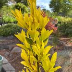Laurus nobilis 'Sicilian Sunshine'