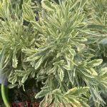 Lavandula allardii 'Meerlo'