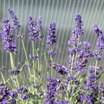 Lavandula angustifolia 'SuperBlue'