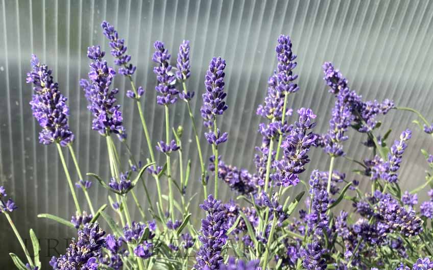 Lavandula-angustifolia-SuperBlue-a Lavandula angustifolia SuperBlue a