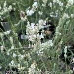 Lavandula intermedia 'Alba'
