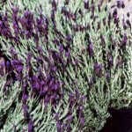 Lavandula stoechas 'Otto Quast'