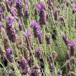 Lavandula stoechas 'Wings of Night'