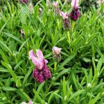 Lavandula stoechas x pedunculata 'With Love'