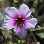 Lavatera maritima/bicolor