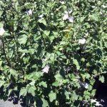 Lavatera thuringiaca 'Barnsley Baby'