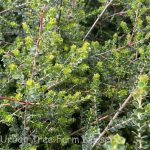 Leptospermum rotundifolium 'Mannings Choice'