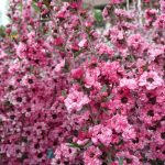 Leptospermum scoparium 'Candy Cane'