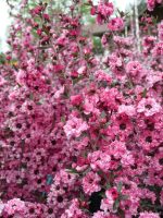 Leptospermum scoparium 'Candy Cane'