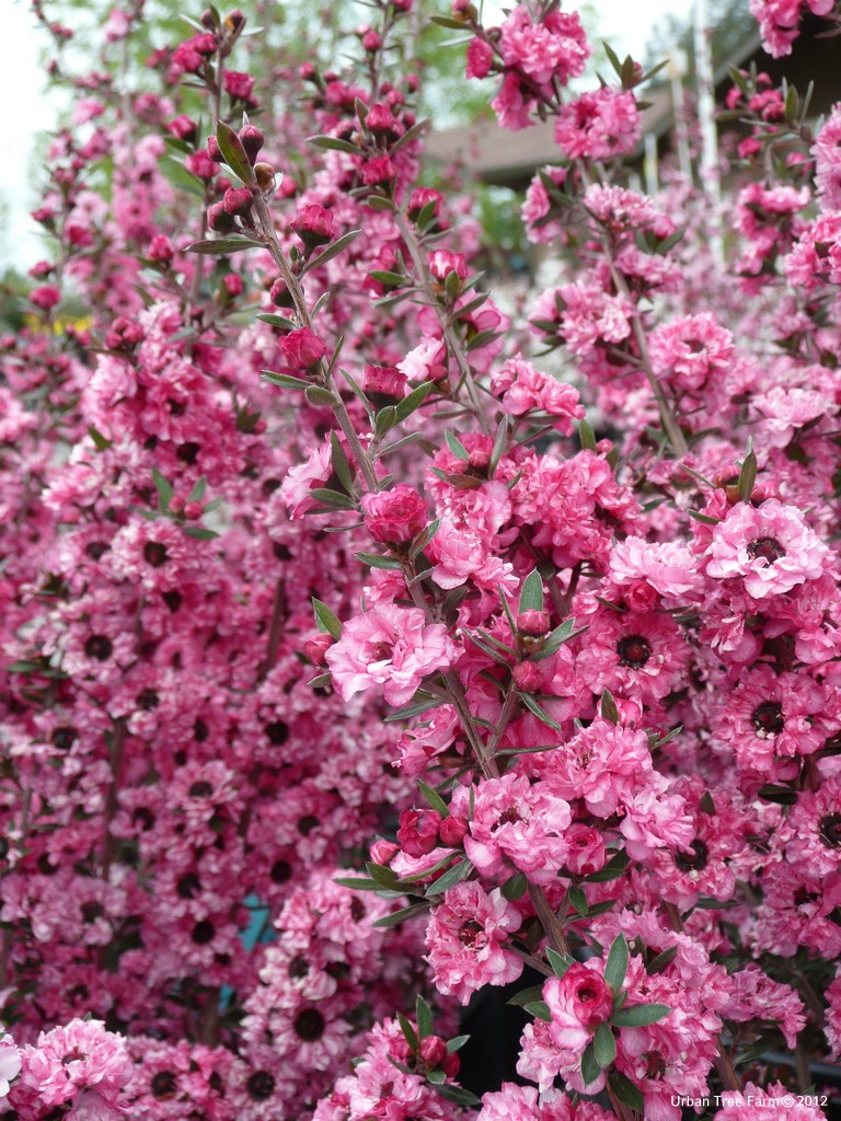 chrysalis plant Butterfly Bush, 'Chrysalis Cranberry' (Buddleia)  Passiglia Landscape,  Nursery & Garden Center