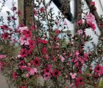 Leptospermum scoparium 'Candy Cane' - Image 2