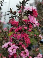 Leptospermum scoparium 'Candy Cane' - Image 3