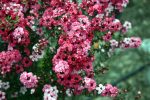 Leptospermum scoparium 'Candy Cane' - Image 4