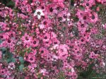 Leptospermum scoparium 'Candy Cane' - Image 5