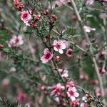 Leptospermum scoparium 'Helene Strybing'