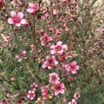 Leptospermum scoparium 'Nanum Ruru'