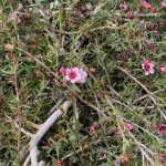Leptospermum scoparium 'Pink Cascade'