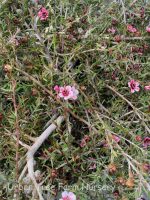 Leptospermum scoparium 'Pink Cascade'