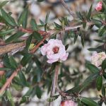 Leptospermum scoparium 'Pink Pearl'