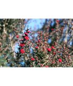 Leptospermum scoparium 'Ruby Glow' STD