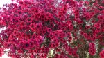 Leptospermum scoparium 'Ruby Glow' STD - Image 2