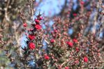 Leptospermum scoparium 'Ruby Glow' STD - Image 3