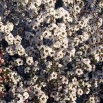 Leptospermum scoparium 'White'