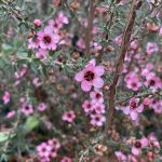 Leptospermum scoparium 'Wiri Shelly'