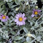 Lessingia filaginifolia 'Silver Carpet'