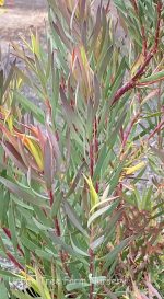 Leucadendron salignum 'Summer Red'