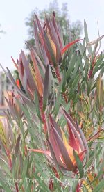 Leucadendron salignum 'Summer Red' - Image 2