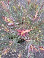 Leucadendron salignum 'Summer Red' - Image 3