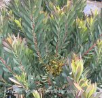 Leucadendron salignum 'Winter Red'